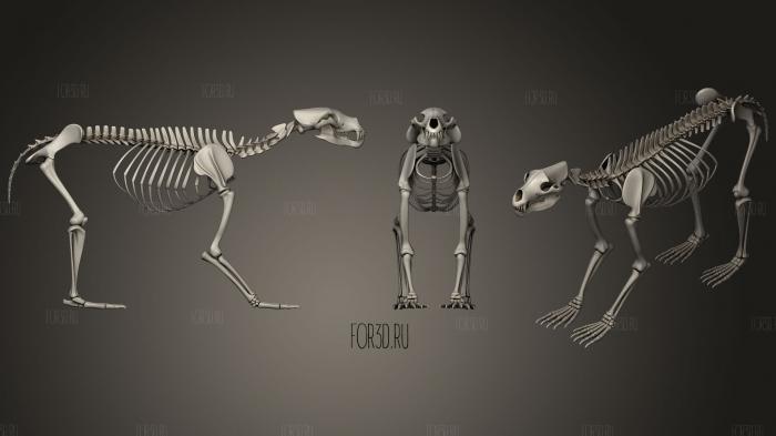 Скелет Медведя